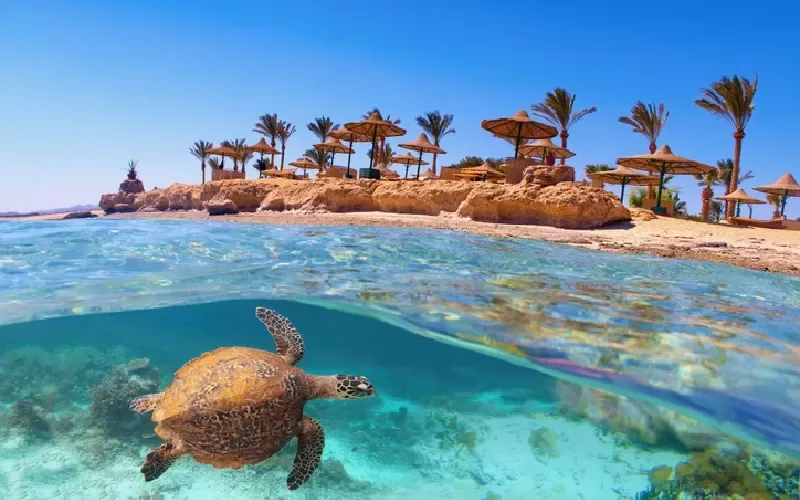 Snorkeling à Sataya Dolphin Reef à Marsa Alam